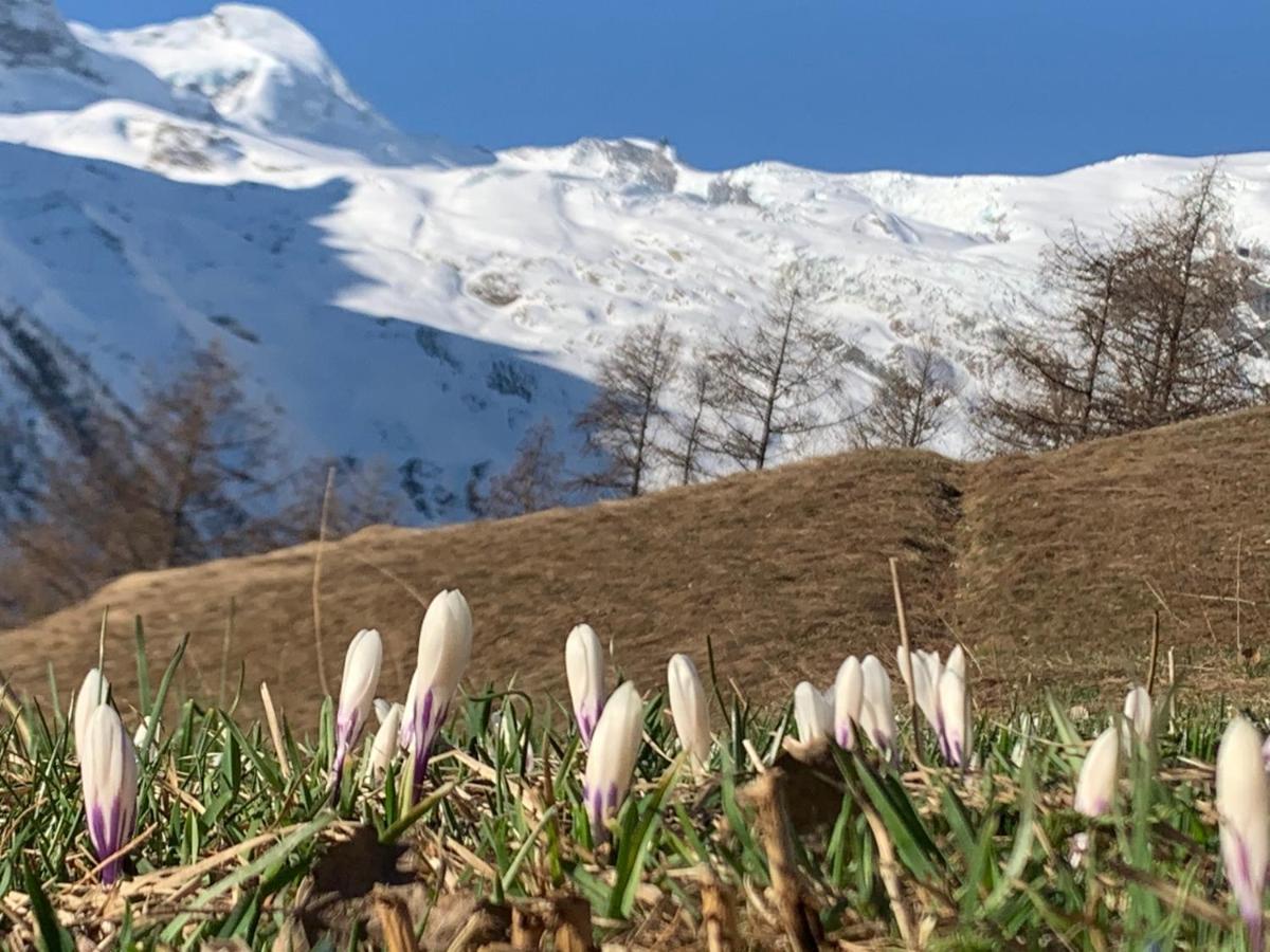 Chalet Birkhahn Saas Fee 외부 사진